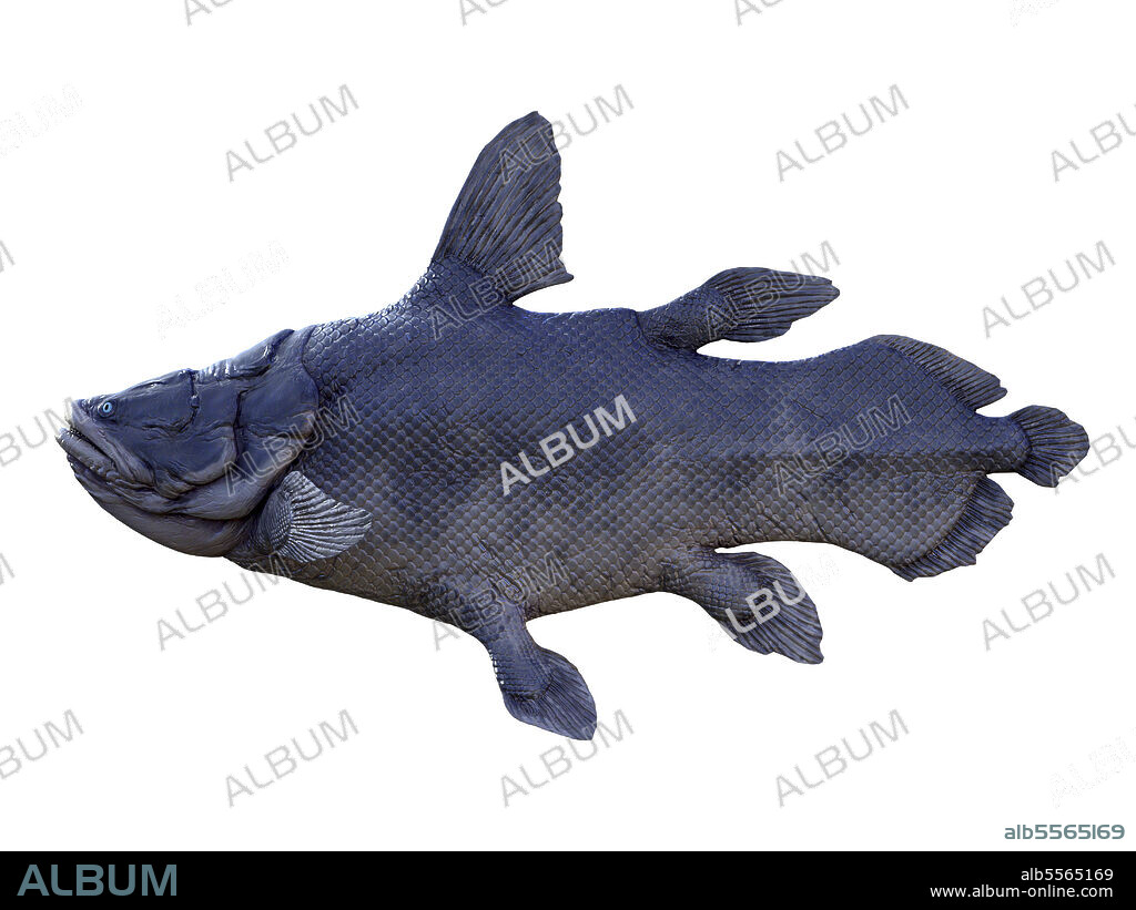 Mawsonia prehistoric fish, side view on white background. Mawsonia is an extinct lobe-finned predatory fish that lived in the seas of the Triassic Period.