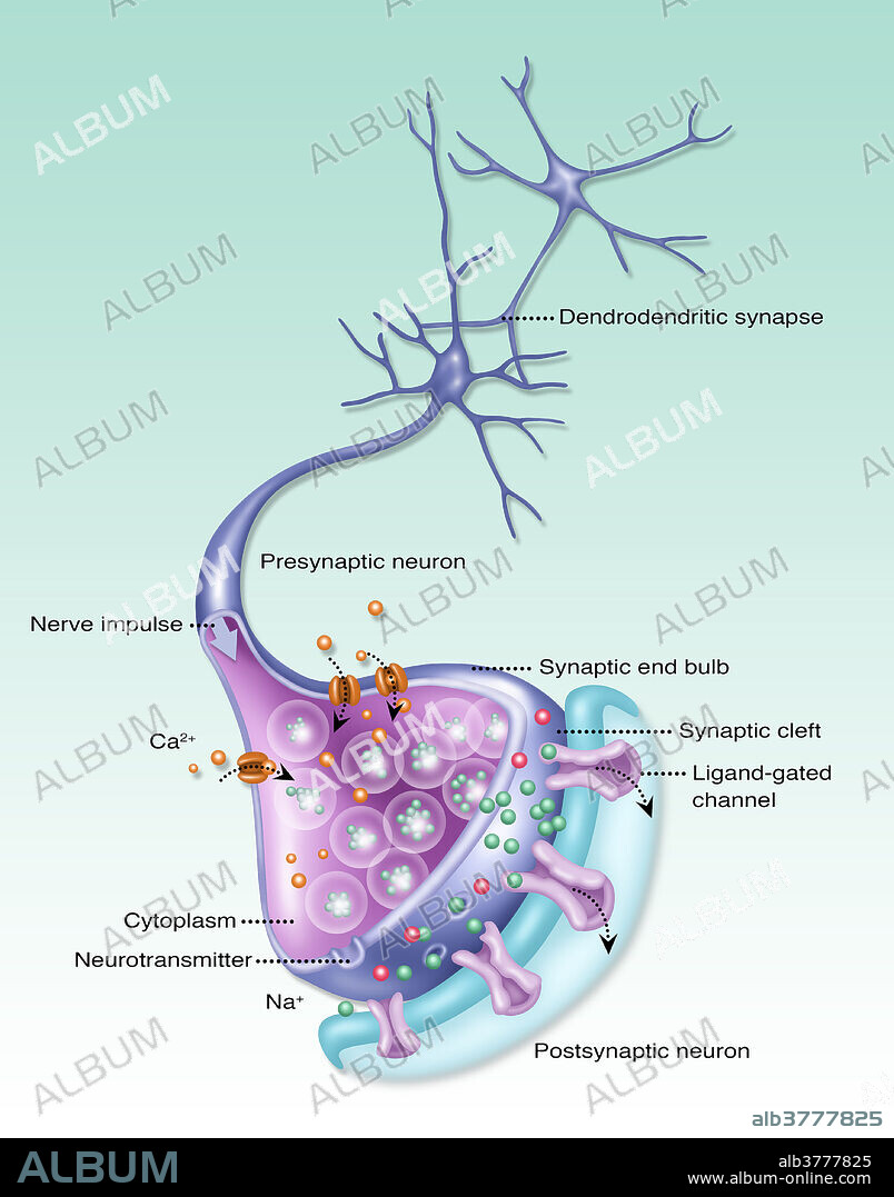 Illustration of a neuron or nerve cell which forms part of the nervous system which processes and transmits information by electrical and chemical signalling. The following anatomies in the neuron are labelled: (from top right going clockwise): dendrodendritic synapse, presynaptic neuron, synaptic end bulb, synaptic cleft, ligand-gated channel, postsynaptic neuron, Na, neurotransmitter, cytoplasm, Ca2, and Nerve impulse.