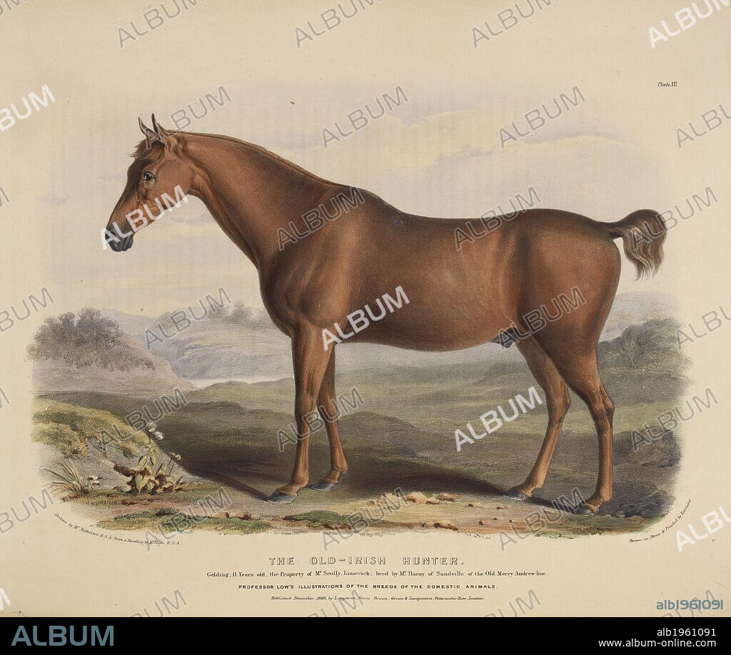 WILLIAM NICHOLSON and DAVID LOW. The Old Irish Hunter. The Breeds of the Domestic Animals ... London, 1842. Source: 578.m.32, plate III.