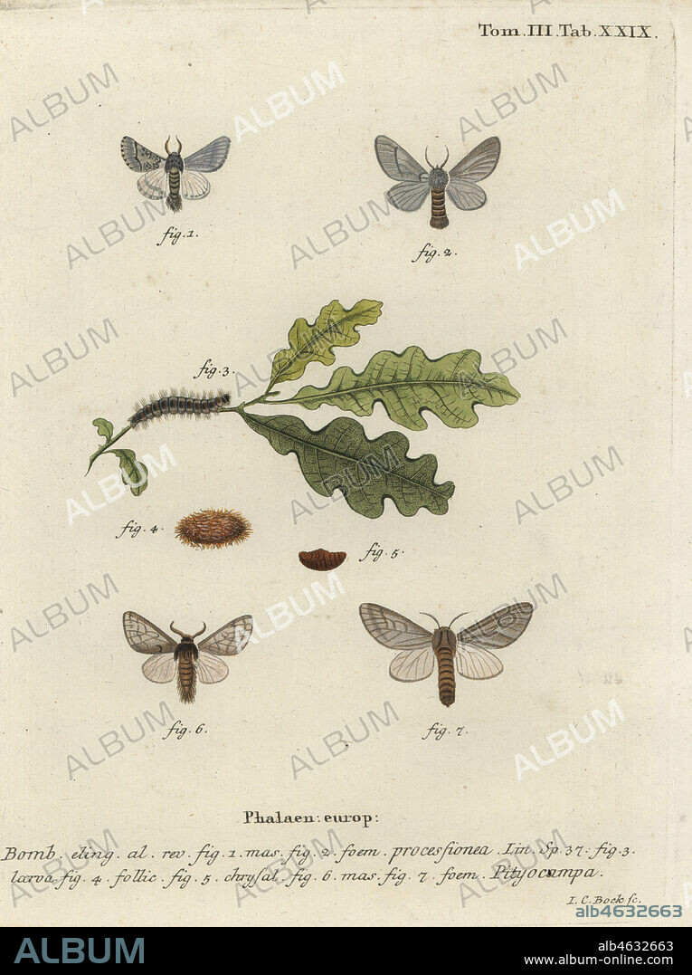 Oak processionary moth, Thaumetopoea processionea. Phalaena processionea. Handcoloured copperplate engraving by Johann Carl Bock from Eugenius Johann Christoph Espers Die Schmetterlinge in Abbildungen nach der Natur, Erlangen, 1786.