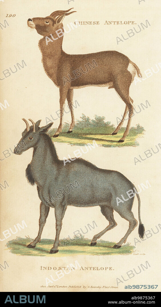 Mongolian gazelle or dzeren, Procapra gutturosa, and nilgai, Boselaphus tragocamelus. Chinese antelope, Antilope gutturosa, and Indostan antelope, Antiliope tragocamelus. Handcoloured copperplate engraving by James Heath from George Shaws General Zoology: Mammalia, Thomas Davison, London, 1801.