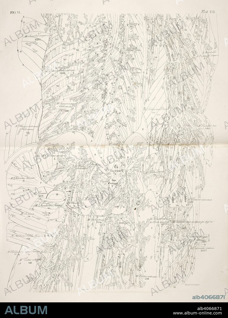Anatomical drawing. Muscular system. Torso, genital area, tops of legs. Planches anatomiques du corps humain executeÌes dâ€™apreÌ€s les dimensions naturelles. Paris France 1826. Anatomical print of the human body with natural dimensions. Muscular system. Torso, genital area, tops of legs.    ANTOMMARCHI, C. Francesco.  Planches anatomiques du corps humain executeÌes dâ€™apreÌ€s les dimensions naturelles, accompagneÌes dâ€™un texte explicatif ... PublieÌes par le cte de Lasteyrie. (Explication des planches anatomiques, etc.). Source: 1899.h.24 Tab.17 fig. 6 (B+W). Language: French.