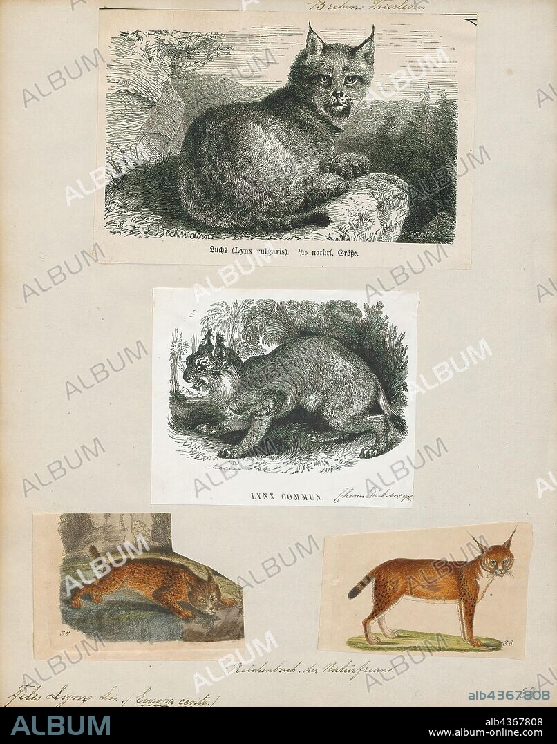Felis lynx, Print, The Eurasian lynx (Lynx lynx) is a medium-sized wild cat occurring from Northern, Central and Eastern Europe to Central Asia and Siberia, the Tibetan Plateau and the Himalayas. It inhabits temperate and boreal forests up to an altitude of 5, 500 m (18, 000 ft). Because of its wide distribution, it has been listed as Least Concern on the IUCN Red List since 2008. It is threatened by habitat loss and fragmentation, poaching and depletion of prey. The European lynx population is estimated at comprising maximum 10, 000 individuals and is considered stable., 1700-1880.