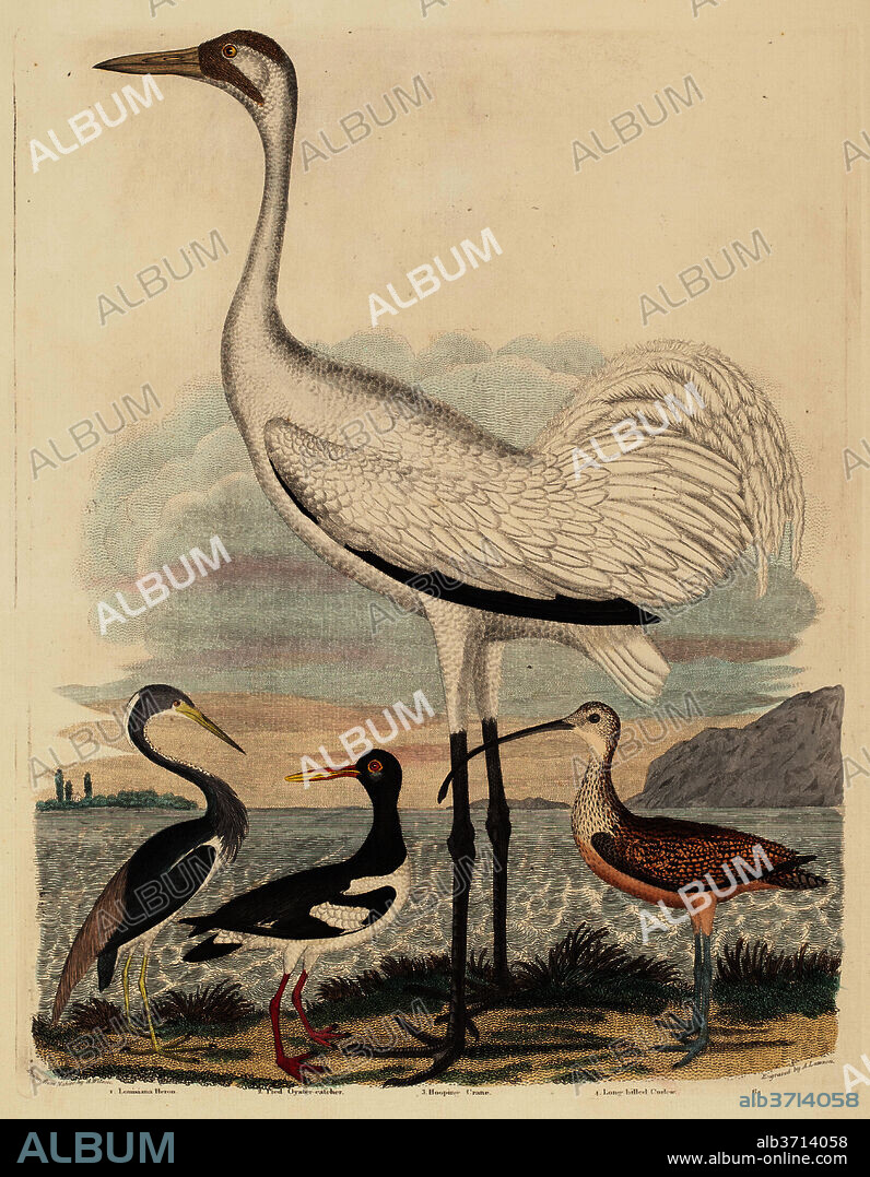 JOHN G. WARNICKE AFTER ALEXANDER WILSON. Louisiana Heron, Pied Oyster-catcher, Hooping Crane, and Long-billed Curlew. Dated: published 1808-1814. Dimensions: plate: 33.5 x 26.2 cm (13 3/16 x 10 5/16 in.)  sheet: 47.1 x 32.2 cm (18 9/16 x 12 11/16 in.). Medium: hand-colored engraving with etching on wove paper.
