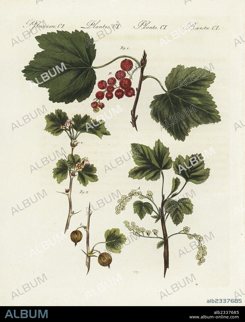 Redcurrant, Ribes rubrum, and gooseberry, Ribes grossularia. Handcoloured copperplate engraving by Goetz from Bertuch's "Bilderbuch fur Kinder" (Picture Book for Children), Weimar, 1805. Friedrich Johann Bertuch (1747-1822) was a German publisher and man of arts most famous for his 12-volume encyclopedia for children illustrated with 1,200 engraved plates on natural history, science, costume, mythology, etc., published from 1790-1830.