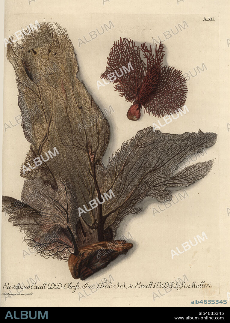 Venus fan coral, Gorgonia flabellum (Keratophyton flabelliforme) 1, and reticulated red coral, Corallium reticulatum 2. Handcoloured copperplate engraving after an illustration by Christian Nicolaus Kleemann from Georg Wolfgang Knorr's Deliciae Naturae Selectae of Kabinet van Zeldzaamheden der Natuur, Blusse and Son, Nuremberg, 1771. Specimens from Wunderkammer or Cabinet of Curiosities of Dr. Christoph Jacob Trew or P.L. Muller.