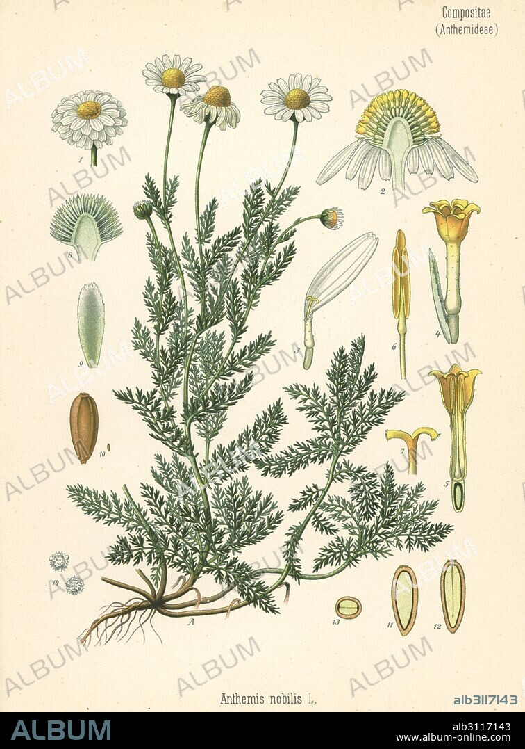 Chamomile, Chamaemelum nobile (Anthemis nobilis). Chromolithograph after a botanical illustration from Hermann Adolph Koehler's Medicinal Plants, edited by Gustav Pabst, Koehler, Germany, 1887.