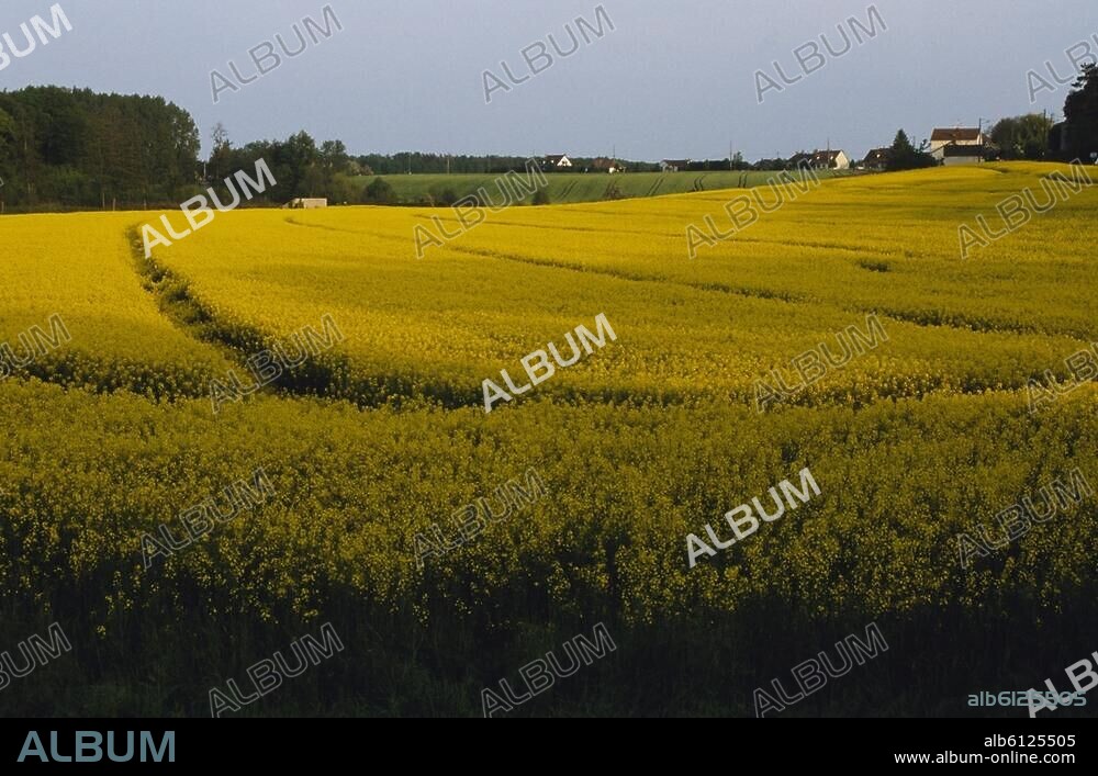 Gâtinais (Landschaft im Pariser Becken, Frankreich; begrenzt von Essonne, Loire, Yonne und Seine).-Landschaft des Gâtinais im Département Essonne mit Rapsfeld.-Foto, undatiert.