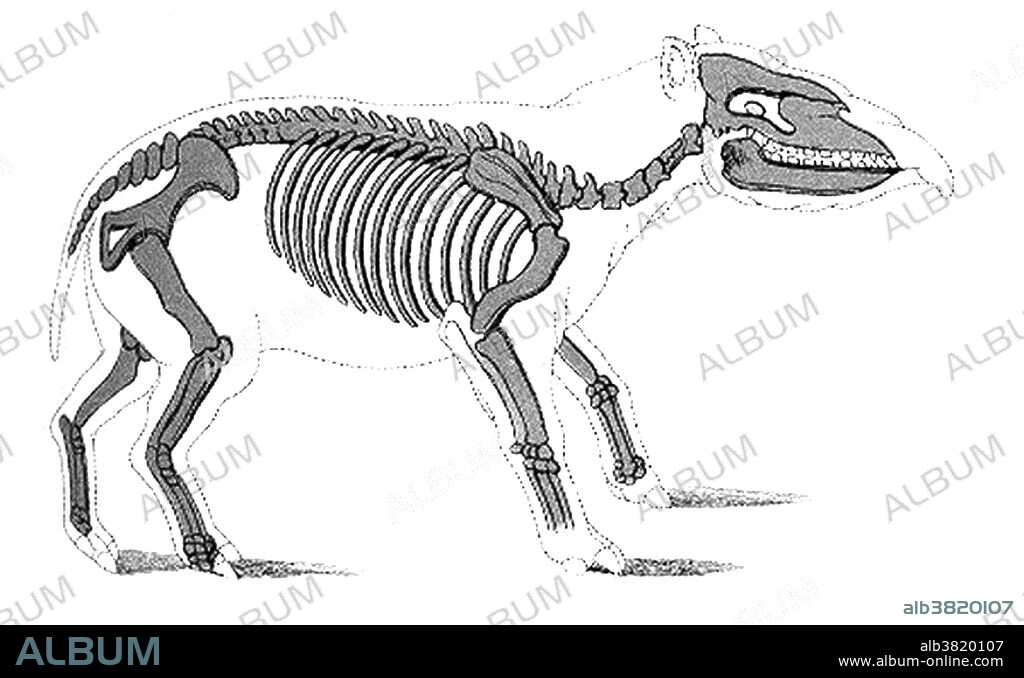 Palaeotherium (old beast) is an extinct genus of primitive perissodactyl ungulate. George Cuvier originally described them as being a kind of tapir, and as such, Paaleotherium is popularly reconstructed as a tapir-like animal. Recent reexaminations of the skulls show that the nasal cavity was not designed to support a small trunk, thus starting a recent trend to reconstruct them as looking more horse-like. Recent anatomical studies also suggest that Palaeotherium, along with other palaeothere genera such as Hyracotherium, were closely related to horses. This animal appeared during Cenozoic era, from about 65 million years ago to the present. The Cenozoic Era is characterized by the formation of modern continents and the diversification of mammals and plants. Grasses also evolved during the Cenozoic. The climate was warm and tropical toward the beginning of the era and cooled significantly in the second half, leading to several ice ages. Humans first.