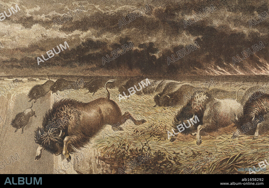 Buffalo (Bison) stampeding over a precipice to escape an advancing prairie fire. Lithograph, 1864.