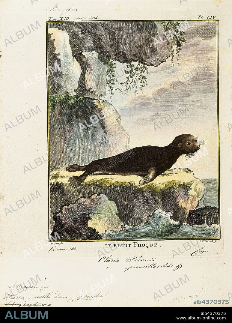 Otaria pussilla, Print, South American sea lion, The South American sea lion (Otaria flavescens, formerly Otaria byronia), also called the Southern Sea Lion and the Patagonian sea lion, is a sea lion found on the Ecuadorian, Peruvian, Chilean, Falkland Islands, Argentinean, Uruguayan, and Southern Brazilian coasts. It is the only member of the genus Otaria. Its scientific name was subject to controversy, with some taxonomists referring to it as Otaria flavescens and others referring to it as Otaria byronia. The former eventually won out, although that may still be overturned. Locally, it is known by several names, most commonly lobo marino (es)/lobo marinho (pt) (sea wolf) and león marino (es)/leão marinho (pt) (sea lion) and the hair seal., 1700-1880.