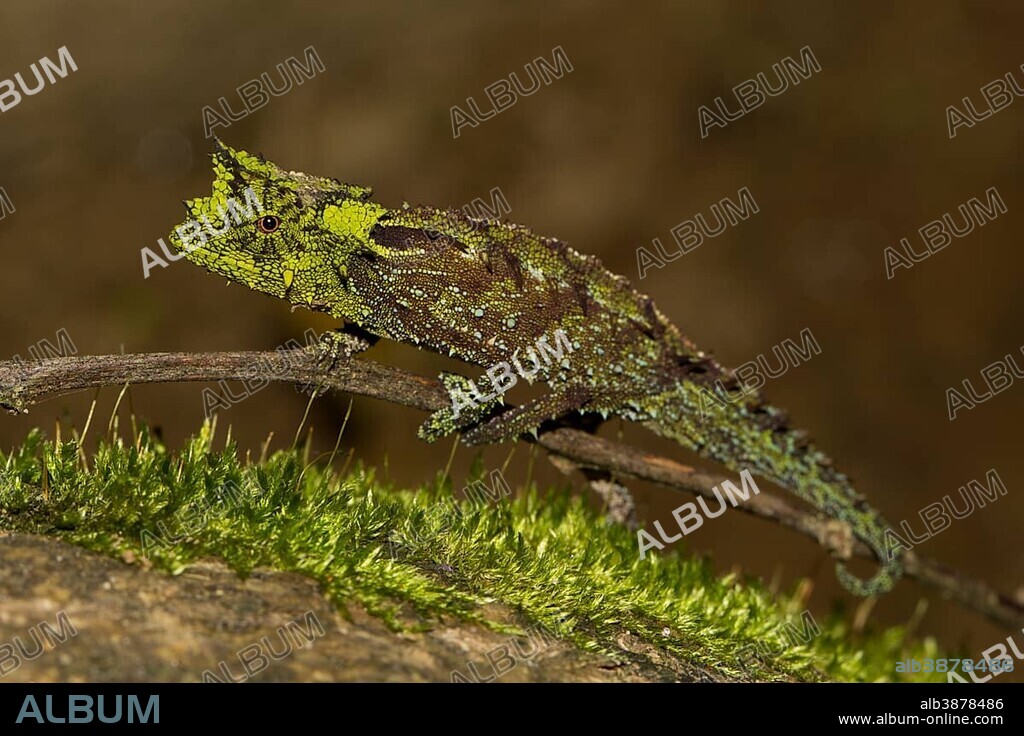Iaraka river leaf chameleon (Brookesia vadoni), male, extremely rare, in the rainforest of Marojejy National Park, northeast of Madagascar, Madagascar, Africa.