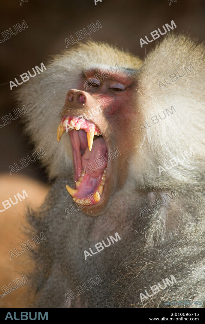 Hamadryas Baboon (Papio hamadryas)