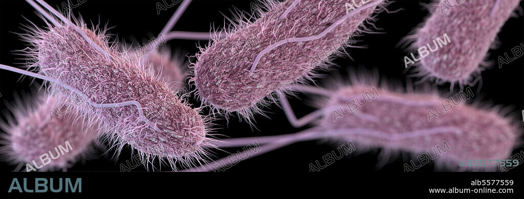 3D illustration of a number of Salmonella serotype Typhi bacteria. This artistic recreation is based upon scanning electron microscopic (SEM) imagery. Note the presence of numerous thin, short fimbriae, emanating from the organisms cell wall, imparting a furry appearance to these bacteria. Multiple peritrichous flagella protrude in all directions from the cell wall, which provide the bacteria with a mode of motility.