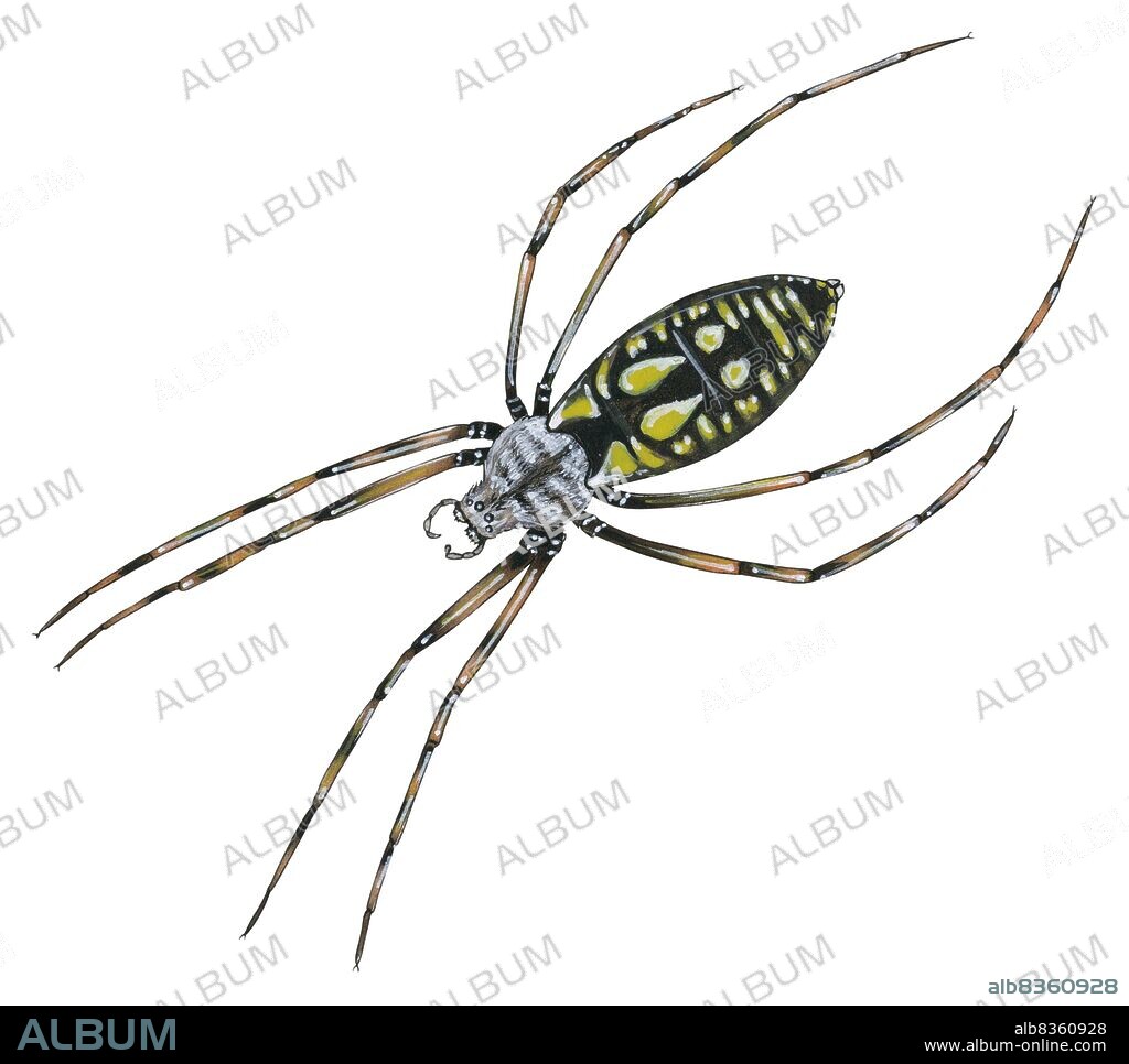 Black-and-yellow argiope.