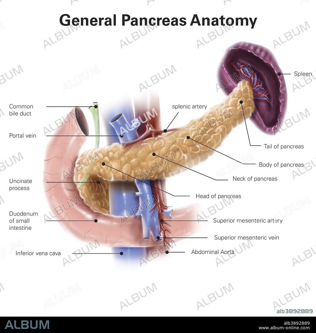 Anatomy of human pancreas, with labels.