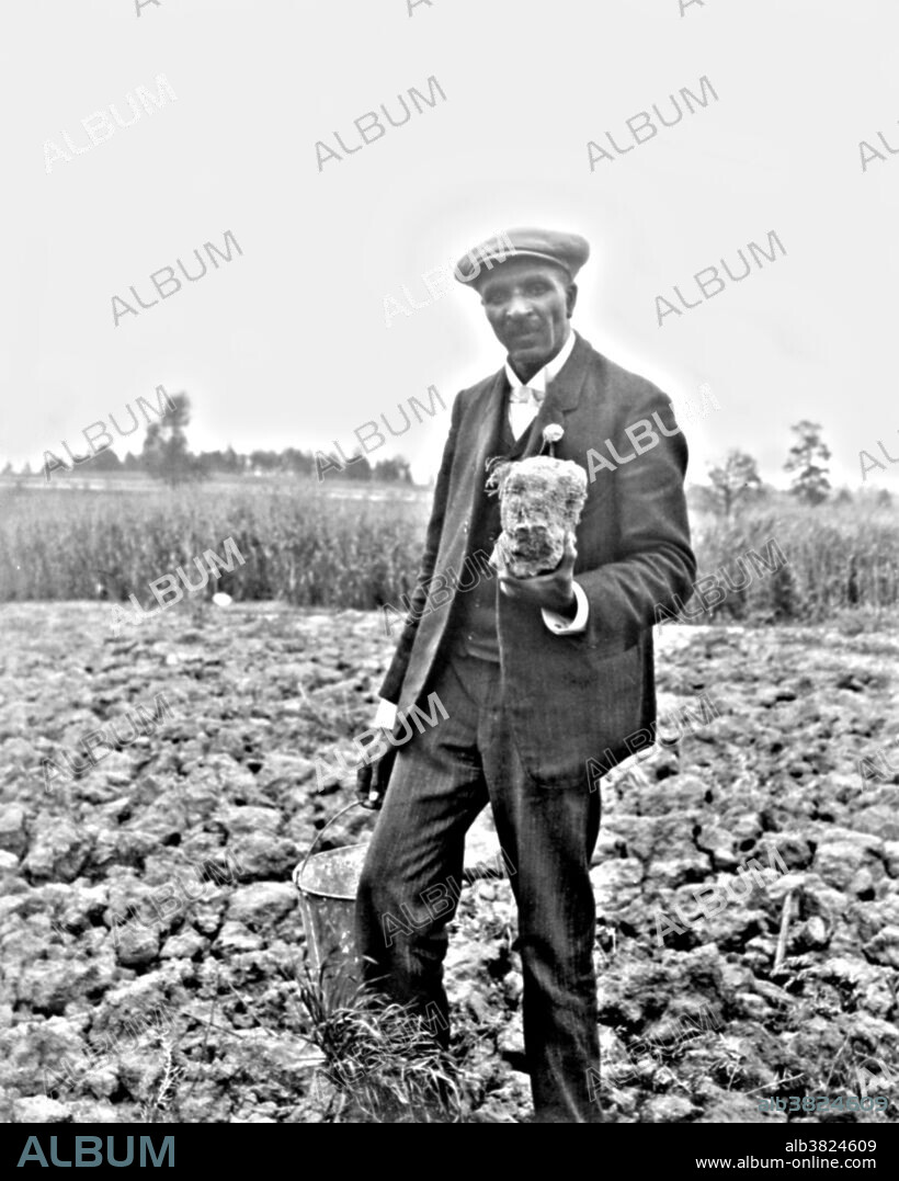 Carver, standing in field, probably at Tuskegee, holding piece of soil. George Washington Carver (1864 - January 5, 1943) was an African-American scientist, botanist, educator, and inventor born into slavery. In 1891 he attended and studied botany at Iowa State Agricultural College where he was the first black student, and later taught as the first black faculty member. His reputation is based on his research into and promotion of alternative crops to cotton, such as peanuts, soybeans and sweet potatoes, which also aided nutrition for farm families. He wanted poor farmers to grow alternative crops both as a source of their own food and as a source of other products to improve their quality of life. As an agricultural chemist, Carver discovered three hundred uses for peanuts and hundreds more for soybeans, pecans and sweet potatoes. He died in 1943, at the age of 78. In 1977, he was elected to the Hall of Fame for Great Americans. In 1990, he was inducted into the National Inventors Hall of Fame. Carver is often referred to as "Father of Chemurgy". Photographed by Frances Benjamin Johnston, 1906.