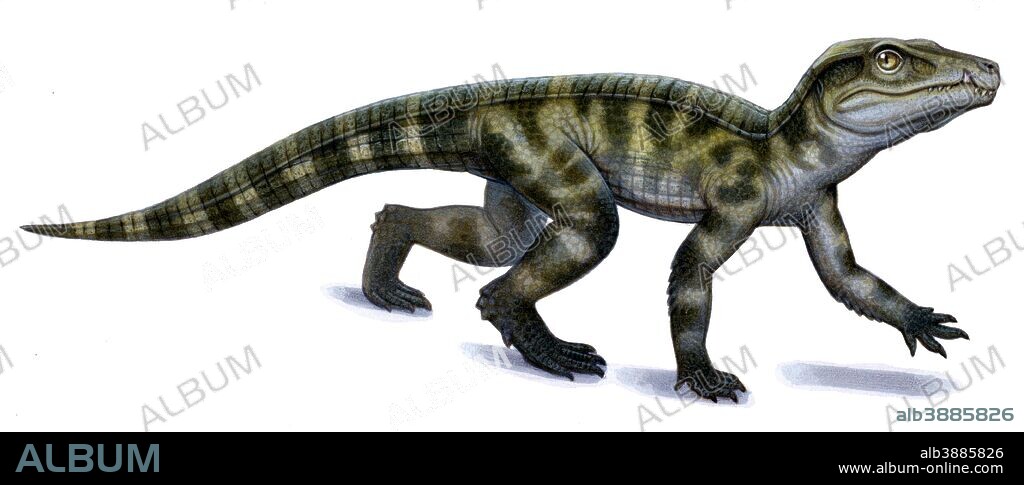 Protosuchus, an early Jurassic crocodylomorph.
