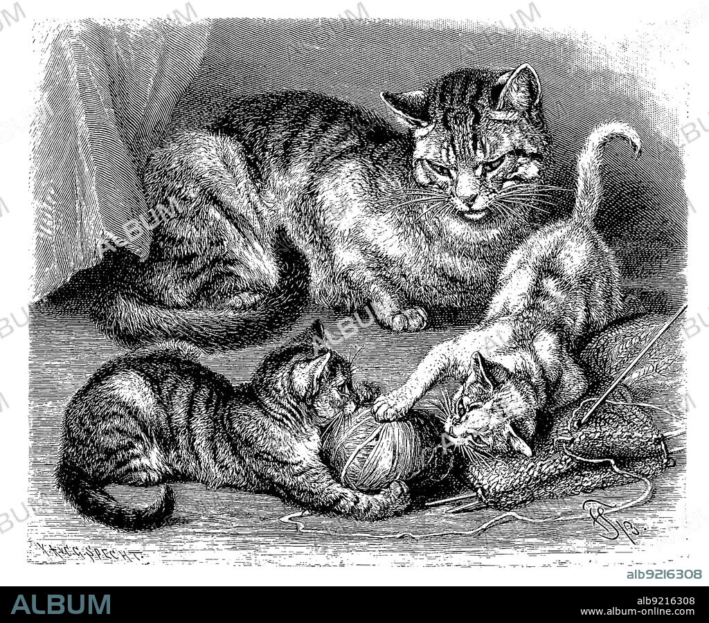 Domestic cat, Felis maniculata domestica, digitally restored reproduction of a 19th century original, exact original date not known.