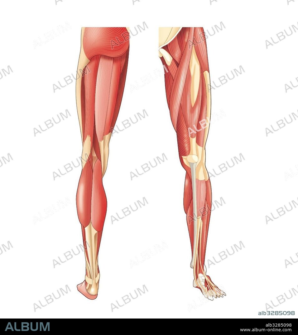 Músculos de las extremidades inferiores.