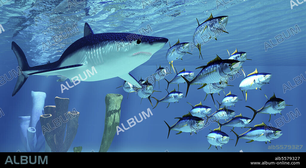 A carnivorous shortfin mako shark pursues a school of yellowfin tuna in the Pacific Ocean.