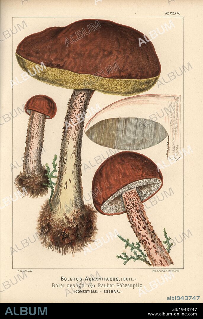Red-capped scaber stalk, Leccinum aurantiacum, Boletus aurantiacus, bolet orange, edible. Chromolithograph by C. Krause of an illustration by Fritz Leuba from "Les champignons comestibles et les especes vénéneuses avec lesquelles ils pourraient etre confondus" (Edible mushrooms and the poisonous species they should not be confused with), Delachaux et Niestle, Neuchatel, Switzerland, 1890, lithographed by H. Furrer. Fritz Leuba (1848-1910) was a mycologist and artist from Neuchatel, Switzerland.