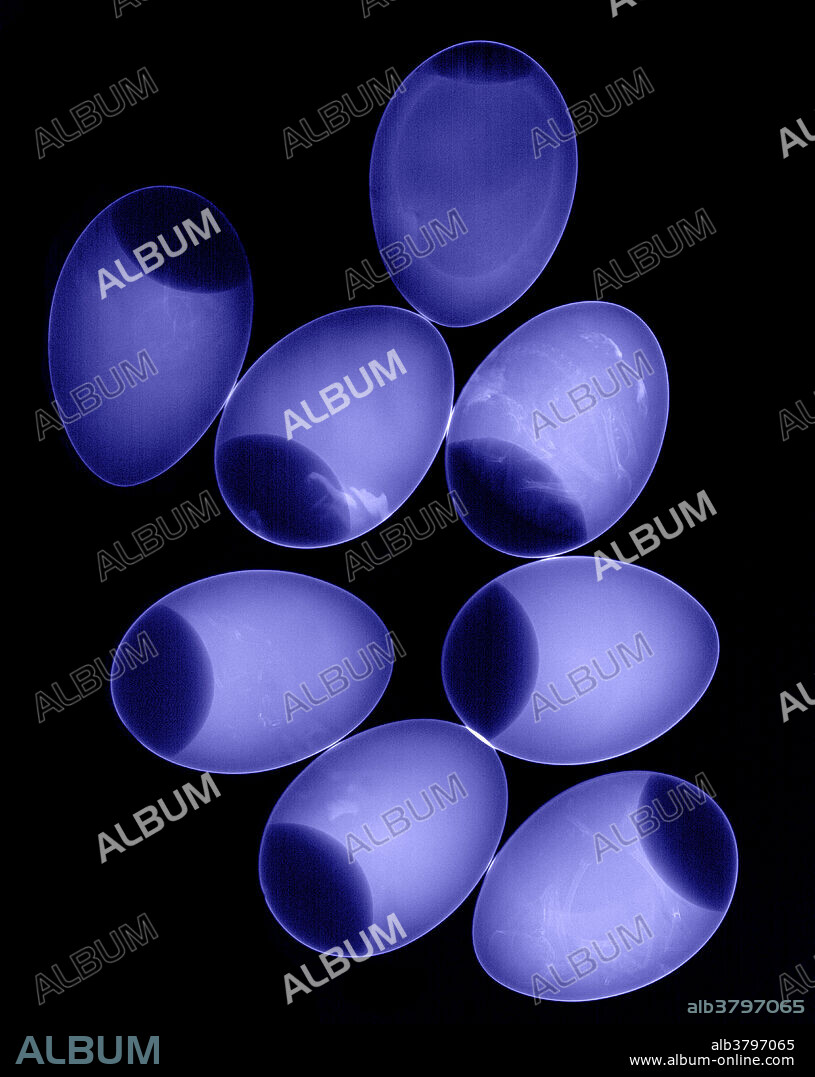 X-ray of chicken eggs in various developmental stages.
