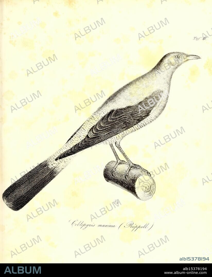 Museum Senckenbergianum Frankfurt am Main, J.D. Sauerländer, 1833-1845. Natural History, Periodicals, Birds, A perched bird illustrated with intricate detail, featuring a slender body and a long tail. Its plumage displays subtle variations in shading, highlighting the nuances of its feathers. The bird stands on a simple wooden log, capturing a natural pose that emphasizes its elegance and form. Below the bird, the scientific name 'Collyrioanus maximus' is inscribed, alongside a faint graphic representation of the species in its natural habitat. This artwork showcases the beauty of ornithological illustration, blending artistry with scientific documentation.
