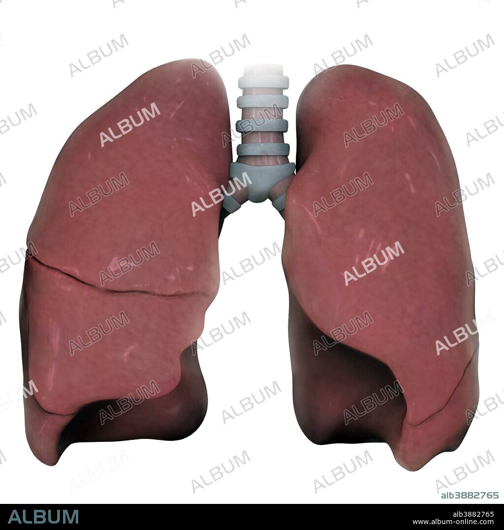 3D model of right and left human lung.