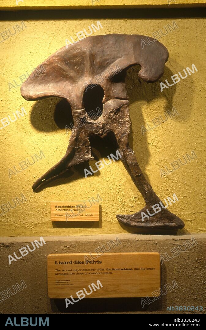 Lizard-like saurischian pelvis from Albertosaurus in the Royal Tyrrell Museum in Alberta, Canada.