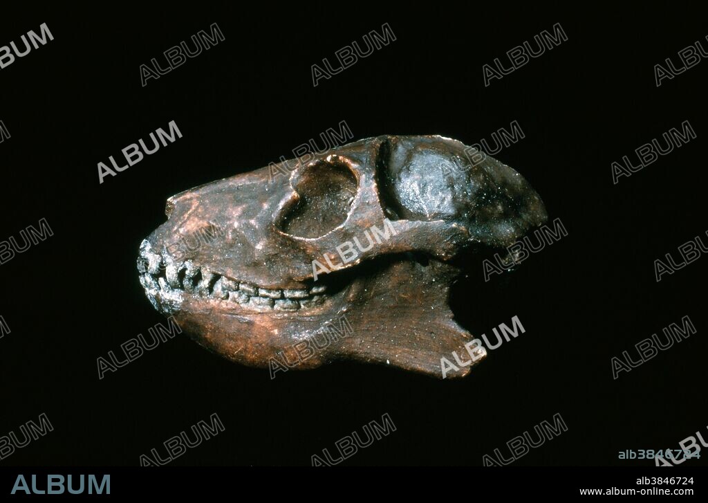 Skull of Notharctus, a primitive North American lemur from the Eocene Epoch.