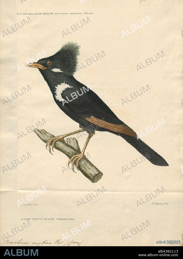 Basilornis corythaix, Print, The long-crested myna (Basilornis corythaix) is a species of starling in the family Sturnidae. It is endemic to Seram Island., 1827-1848.