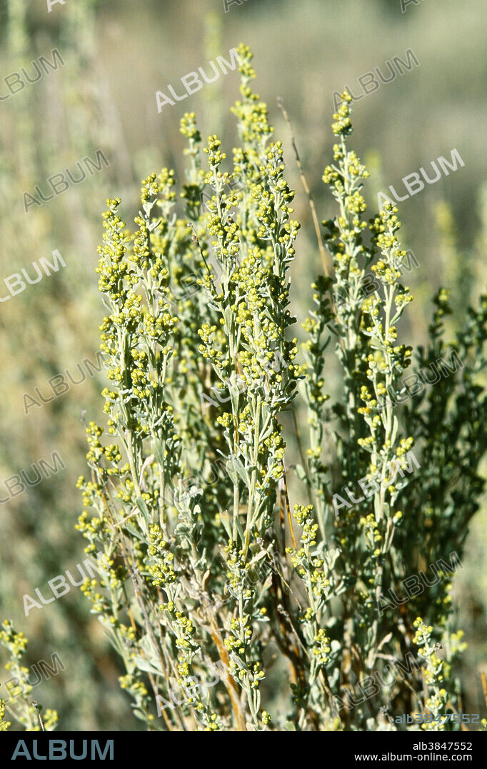 Big Sagebrush (Artemisia tridentata) in Great Basin Desert, Nevada. Big Sagebrush is a perennial shrub that ranges in height from two to seven feet. It was once used by Native Americans and pioneers for medicine, fuel, and livestock food.