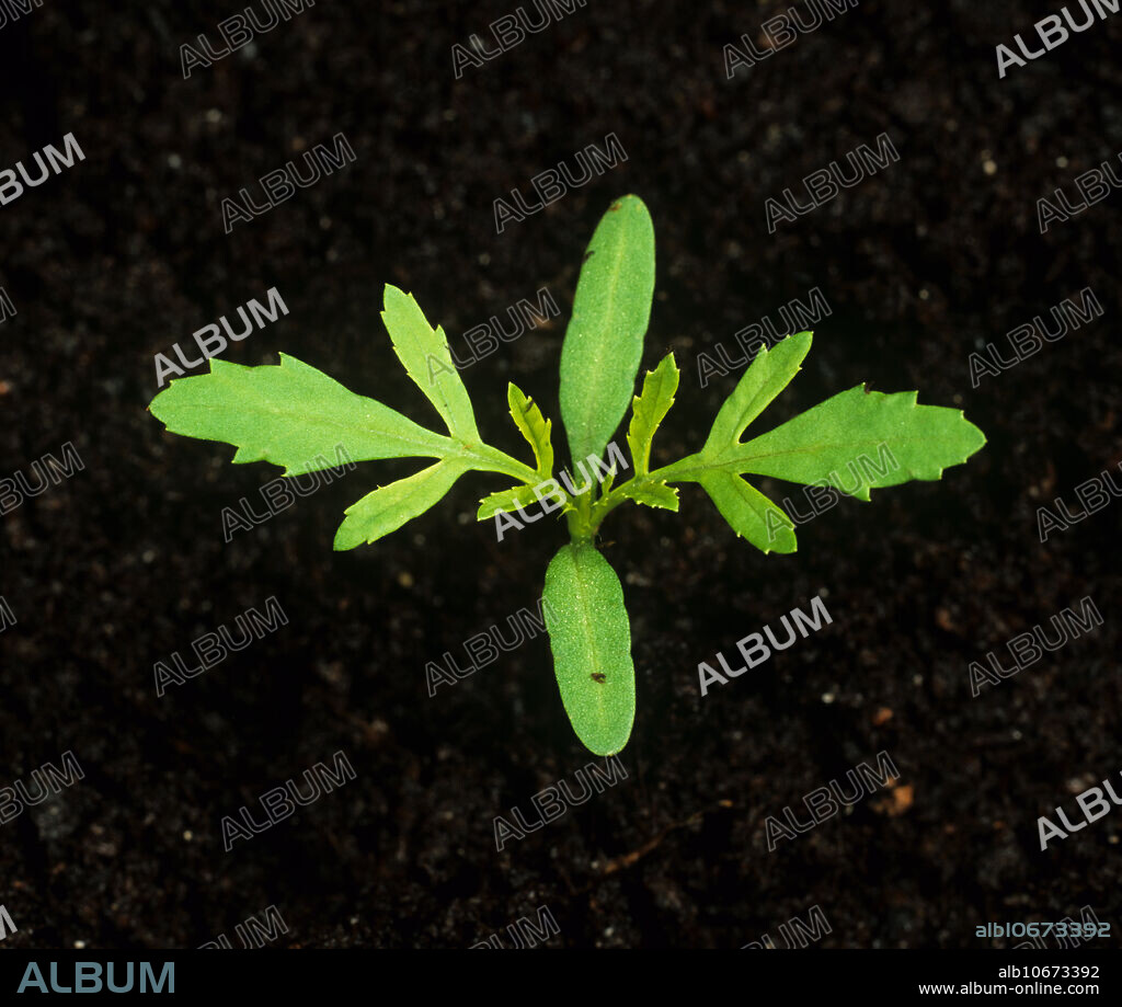 Muster John Henry (Tagetes minuta) seedling a serious arable weed.