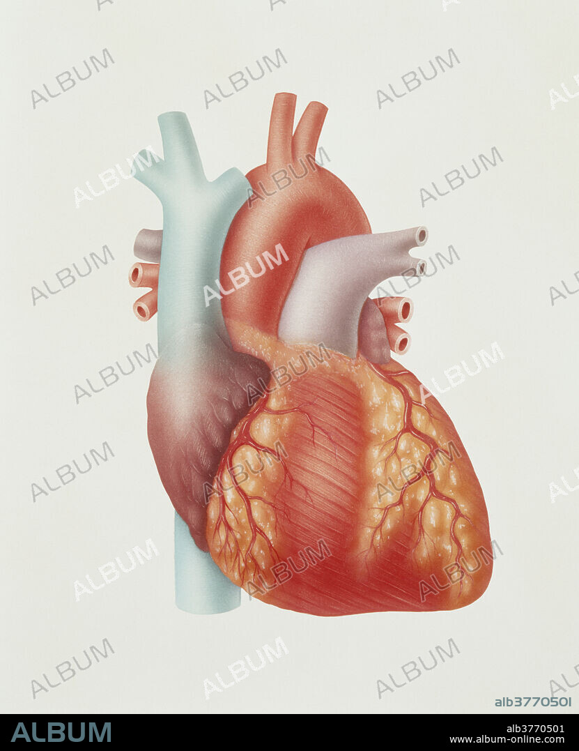 Human heart. Artwork of an external view of a healthy human heart, the hollow muscle that pumps blood around the body. The main blood vessels of the heart are visible at the top of the image. At upper and lower left (blue) is the vena cava, which carries blood from the body. This blood is pumped to the lungs and back to the heart through the pulmonary blood vessels (mauve). Oxygenated blood is then pumped by the other heart chambers to the rest of the body through the main artery, the aorta (red). The heart muscle is supplied with blood through the coronary arteries (red) seen on the surface of the heart.