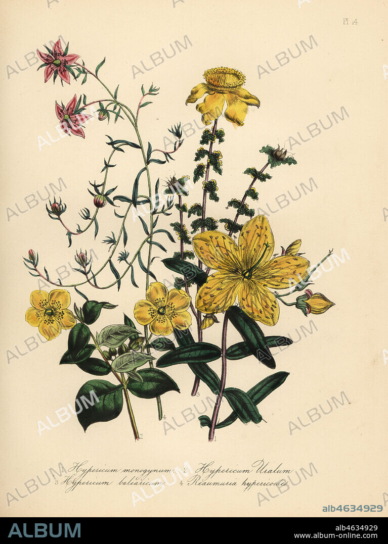 Chinese St. John's wort, Hypericum monogynum, Nepal St. John's wort, Hypericum uralum, Majorca St. John's wort, Hypericum baleericum, and Hypericum-like reaumuria, Reaumuria alternifolia Reaumuria hypericoides. Handfinished chromolithograph by Noel Humphreys after an illustration by Jane Loudon from Mrs. Jane Loudon's Ladies Flower Garden or Ornamental Greenhouse Plants, William S. Orr, London, 1849.