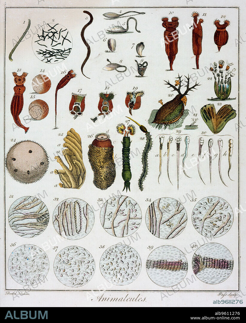 'Animalcules' observed by Anton van Leeuwenhoek, c1795. Hand-coloured engraving showing various items viewed through a microscope, including sperm, (29 & 30) and human spermatazoa from a warm cadaver (31-40).  Van Leeuwenhoek (1632-1723) was a Dutch scientist and microscopist who was the first to observe bacteria and protozoa using his own simple microscopes.