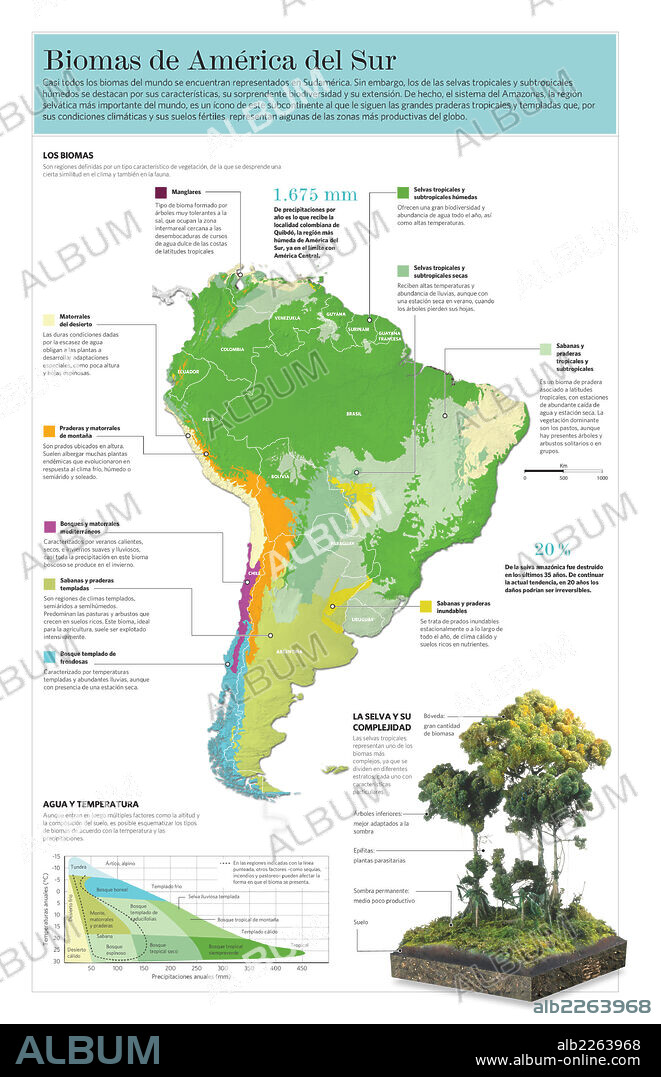 South American biomes. Infographic of the different of biomes of South America and their principal characteristics.