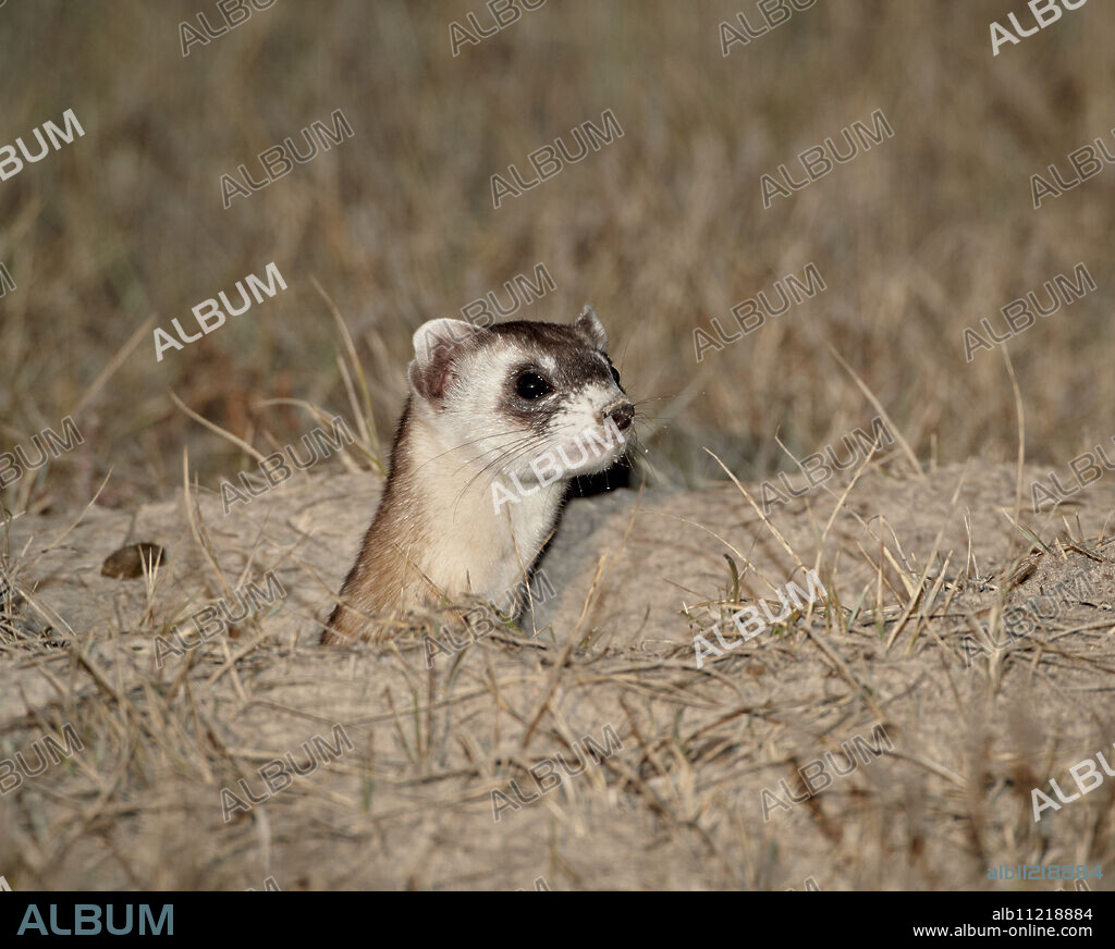 Black-footed ferret (American polecat) (Mustela nigripes), Buffalo Gap National Grassland, Conata Basin, South Dakota, United States of America, North America.