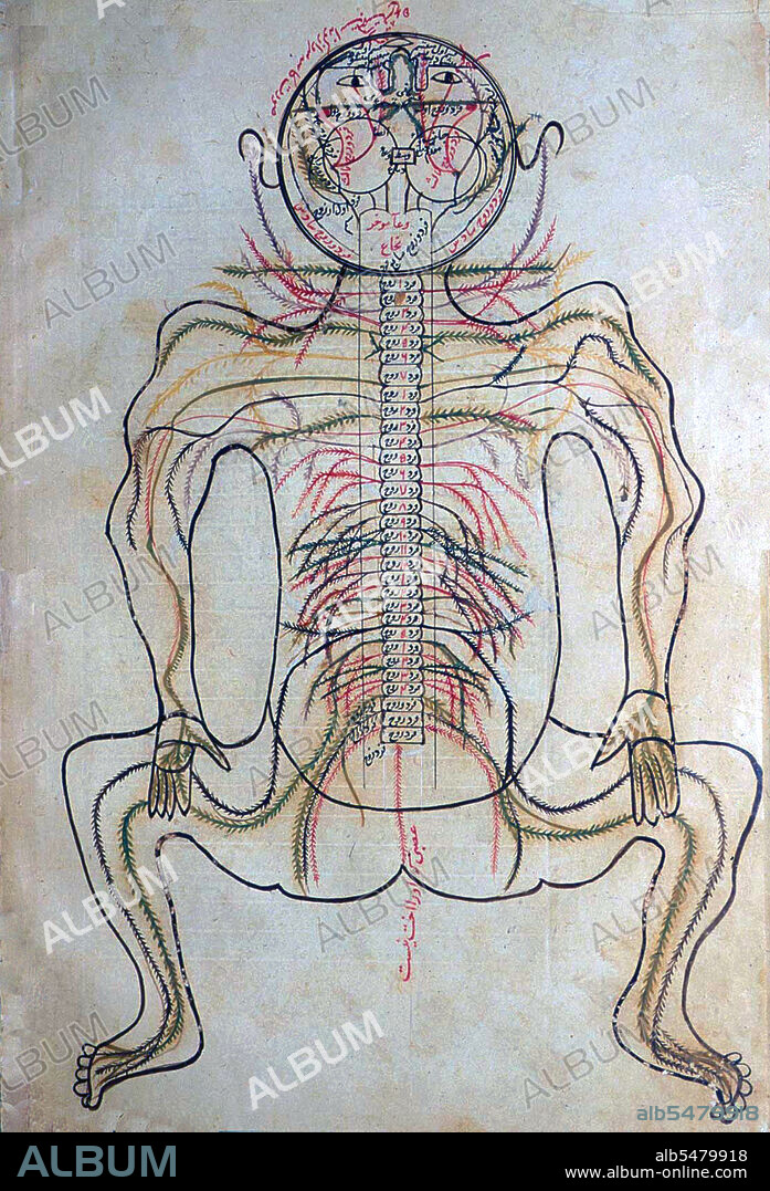 Mansur ibn Muhammad ibn Ahmad, Tashrih-i badan-i insan ('The Anatomy of the Human Body'). Persian manuscript, copy undated; appearance of paper, handwriting, ink, illustrations, etc. suggest ca. late 15th or very early 16th century.