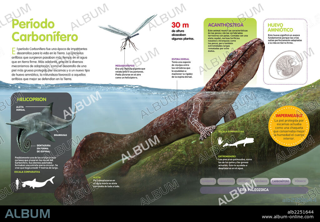Período Carbonífero. Infografía que muestra los primeros anfibios que habitaron la Tierra, durante el período Carbonífero (hace 359 millones de años).