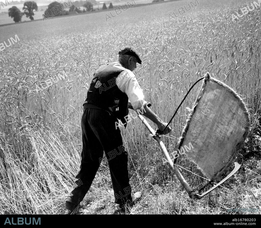 Man cutting corn with a scythe - harvesting by hand. Picture shows Fred Goldup, aged 72, working on a farm near Shoreham, Kent, making way with his home made bender and scythe for the reaper to make a start on this field of wheat. 5th August 1947.