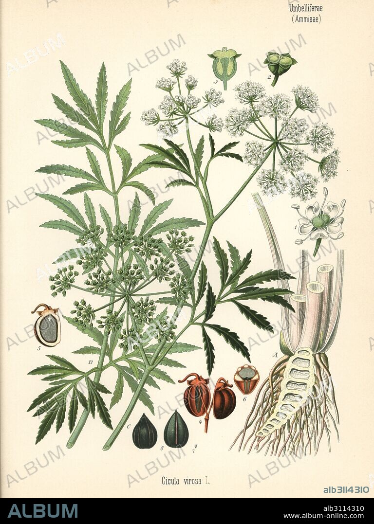 Cowbane or northern water hemlock, Cicuta virosa. Chromolithograph after a botanical illustration from Hermann Adolph Koehler's Medicinal Plants, edited by Gustav Pabst, Koehler, Germany, 1887.