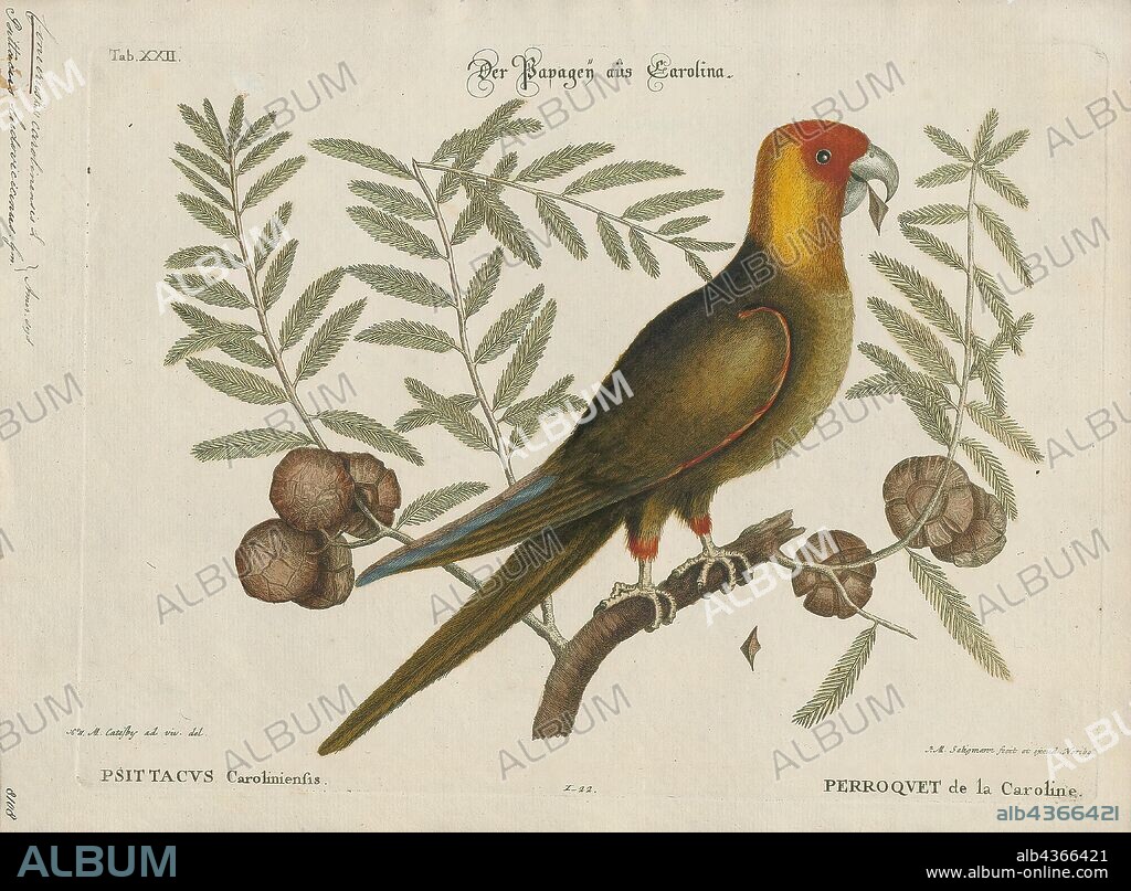 Conurus carolinensis, Print, The Carolina parakeet (Conuropsis carolinensis) or Carolina conure is an extinct species of small green neotropical parrot with a bright yellow head, reddish orange face and pale beak native to the eastern, midwest and plains states of the United States. It was the only indigenous parrot within its range, as well as one of only two parrots native to the United States (the other being the thick-billed parrot). It was found from southern New York and Wisconsin to Kentucky, Tennessee and the Gulf of Mexico, from the Atlantic seaboard to as far west as eastern Colorado. It lived in old-growth forests along rivers and in swamps. It was called puzzi la née ("head of yellow") or pot pot chee by the Seminole and kelinky in Chickasaw. Though formerly prevalent within its range, the bird had become rare by the middle of the 19th century. The last confirmed sighting in the wild was of the ludovicianus subspecies in 1910. The last known specimen perished in captivity at the Cincinnati Zoo in 1918 and the species was declared extinct in 1939., 1700-1880.