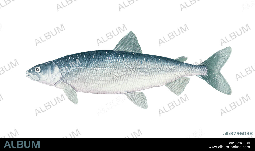Cisco, (Coregonus artedi), illustration. A North American species of whitefish.