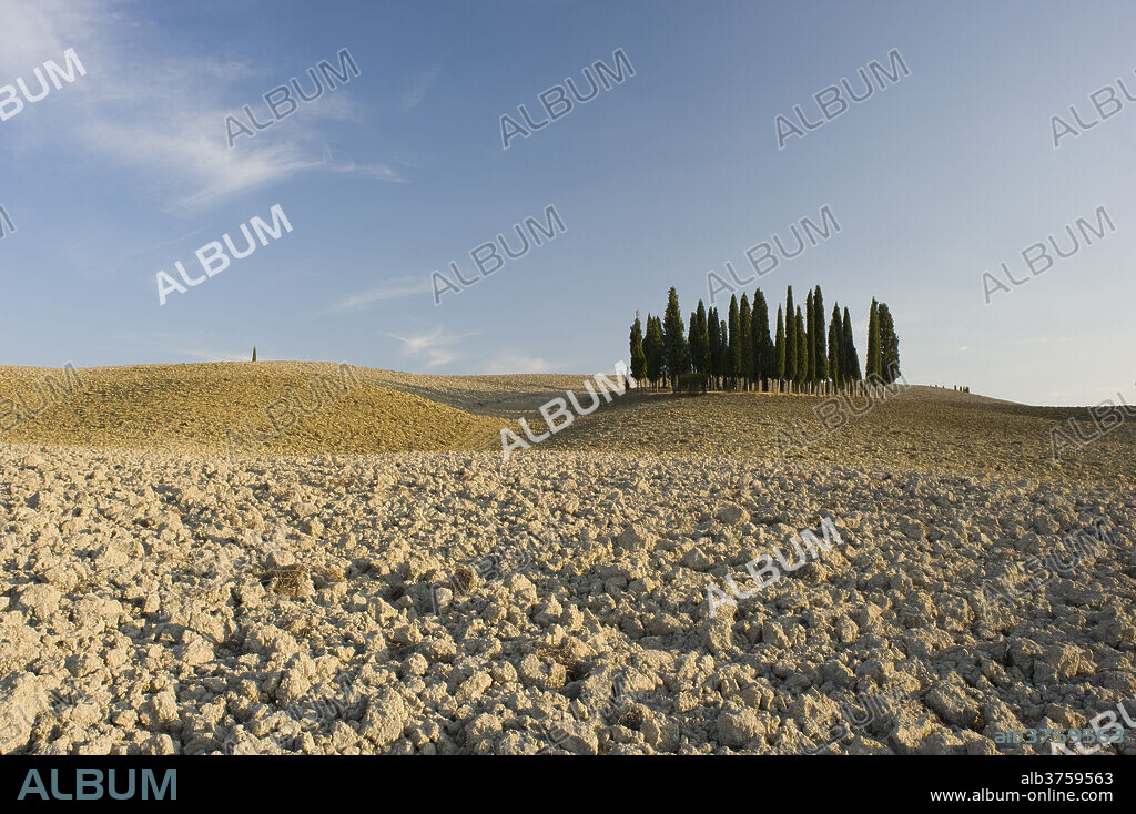 Cypress trees on a hilltop in the Val d'Orcia, UNESCO World Heritage Site, Tuscany, Italy, Europe.