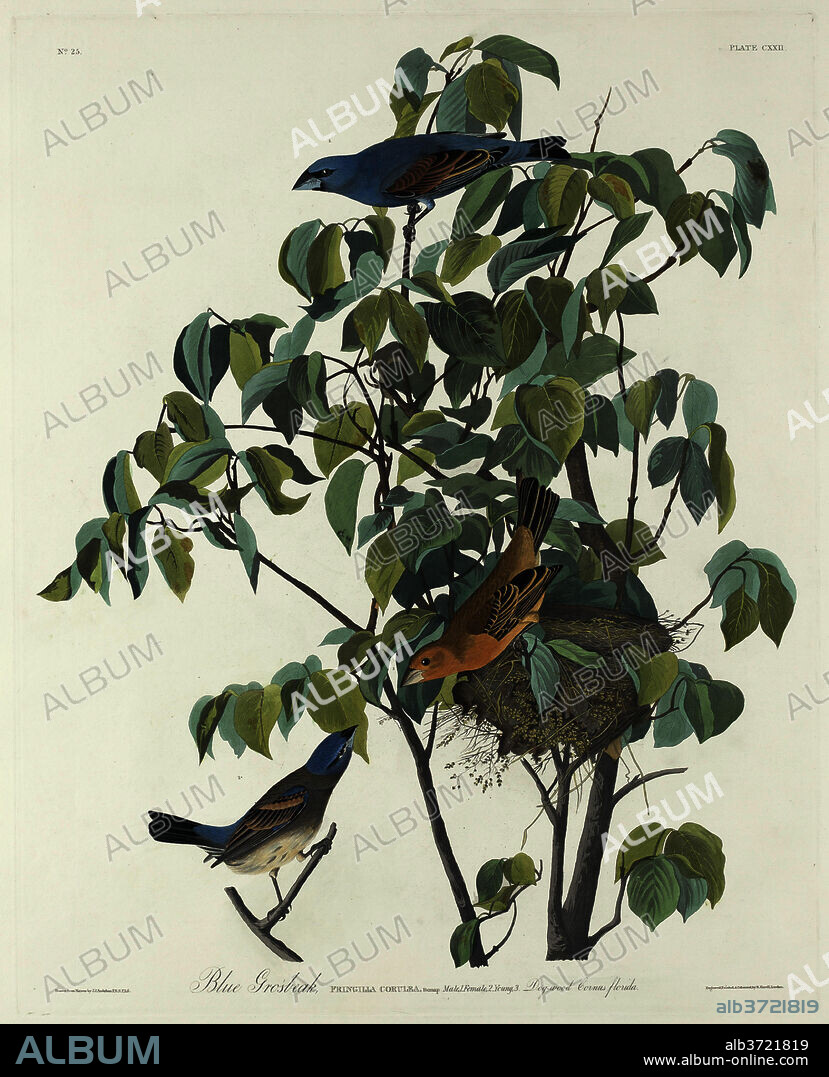 ROBERT HAVELL AFTER JOHN JAMES AUDUBON. Blue Grosbeak. Dated: 1831. Dimensions: plate: 65.4 x 52.1 cm (25 3/4 x 20 1/2 in.)  sheet: 99.7 x 67.3 cm (39 1/4 x 26 1/2 in.). Medium: hand-colored etching and aquatint on Whatman paper.