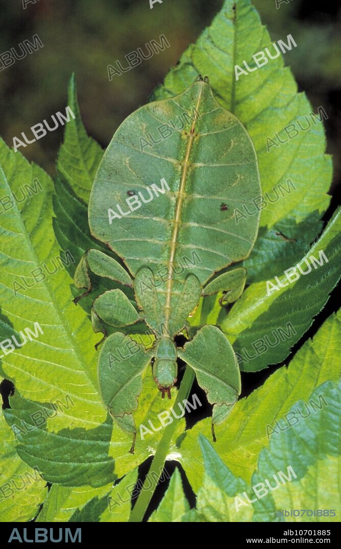 Giant leaf insect (Phyllium giganteum) camouflaged against living leaves. A leaf insect imitates local foliage, with leaf-like veining on its legs and sometimes tattered brown edges. It feeds on plant material, and is native to the tropics. It is the largest species of the genus Phyllium, reaching up to 13 centimetres in length. Female leaf insects can reproduce sexually or asexually, by pathenogenesis. This mode of reproduction does not require fertilisation of the female's eggs. Consequently male leaf insects are rare in nature.