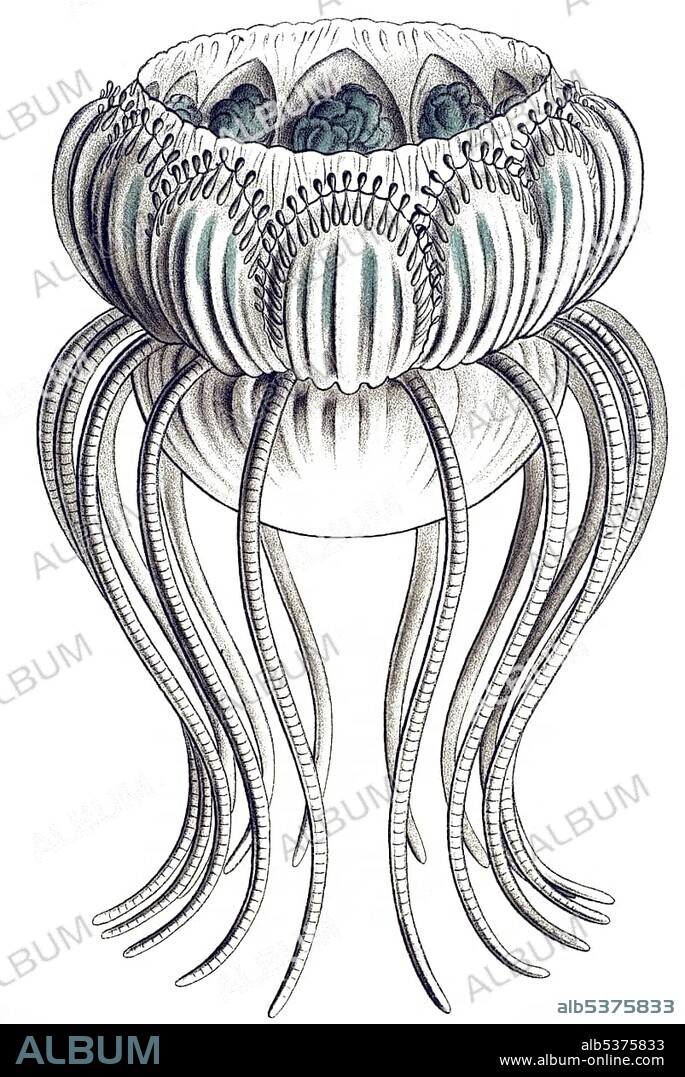 Historic illustration, tablet 16, title Narcomedusae, Jellyfish, name Pegantha, 1/ Pegantha pantheon, Peganthidae family, from the side, Ernst Haeckel, Artforms of Nature