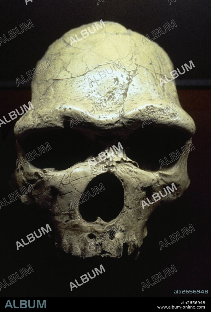 Java Man or Pithecanthropus erectus (Homo Erectus erectus). Early human fossills discovered on island Java (Indonesia). Paleolithic.